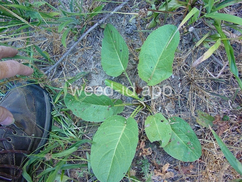 dock, broadleaf
